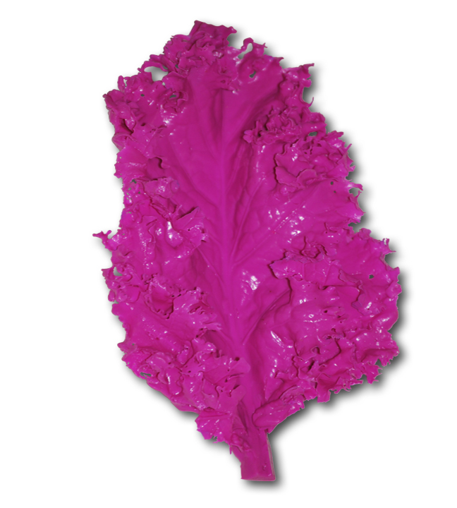 Magic Reef Magenta Kale 4"W x 6"H